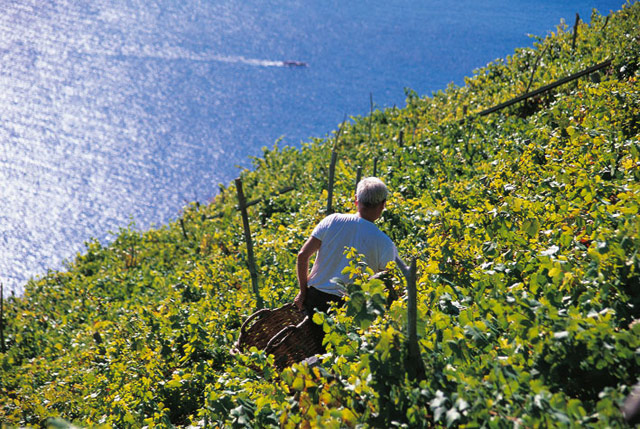 Liguria-vineyards2